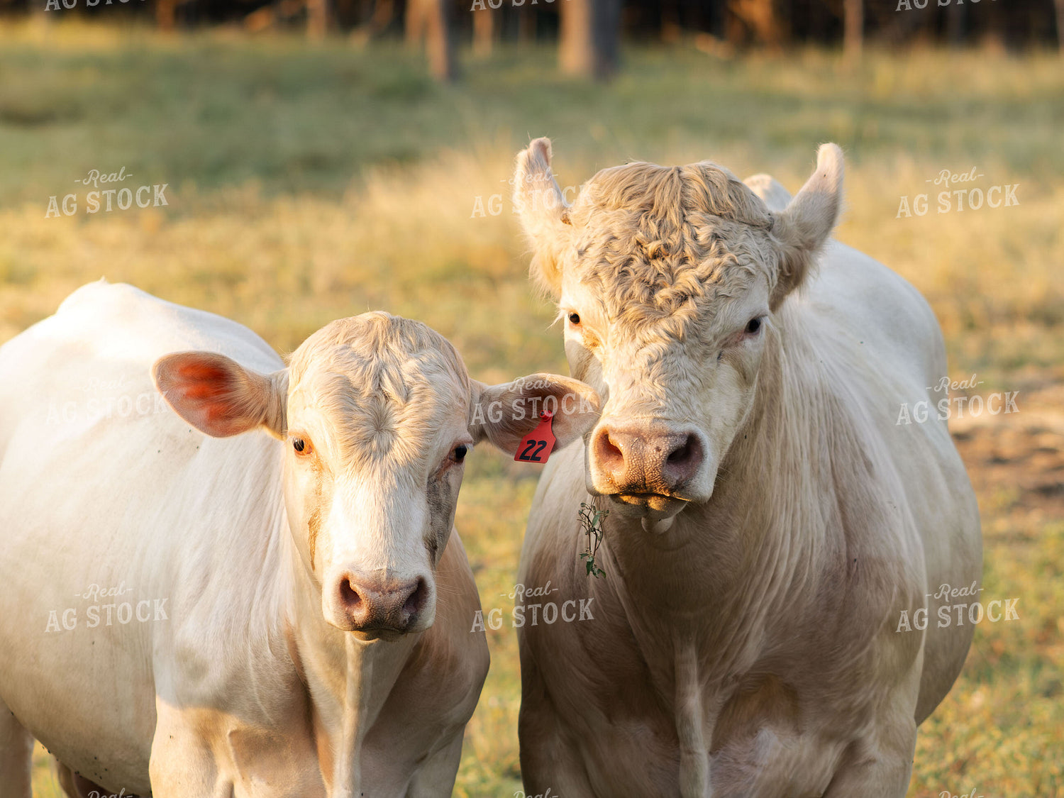Charolais Cattle on Pasture 288005