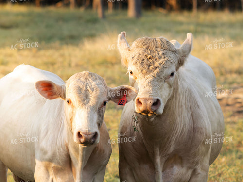 Charolais Cattle on Pasture 288005