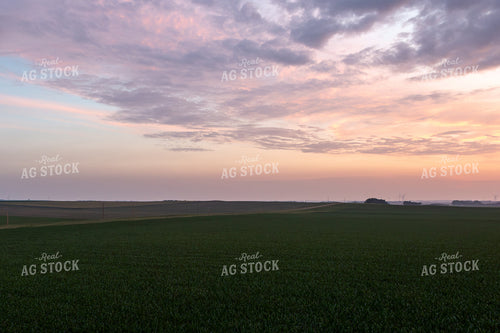 Corn Field at Sunset 77276