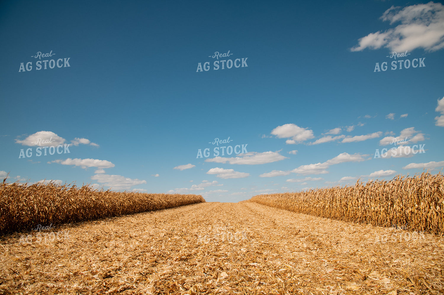 Corn Field 25938
