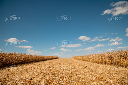 Corn Field 25938