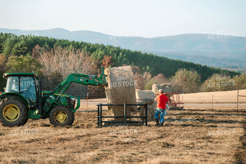 Putting out Hay in the Bale Feeder 125229