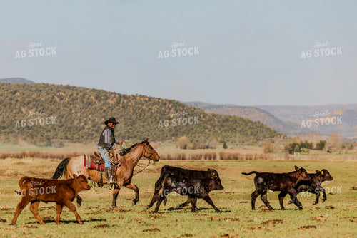 Cowboy Herding Calves 200042