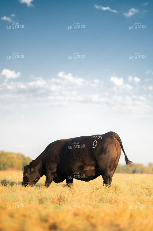 Black Angus Cow Grazing in Golden Pasture Under Blue Sky 402007