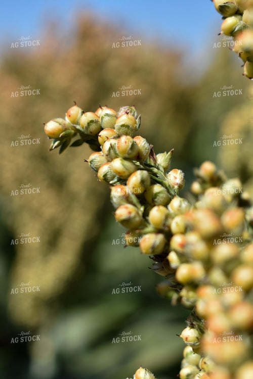 Sorghum Berries 156128