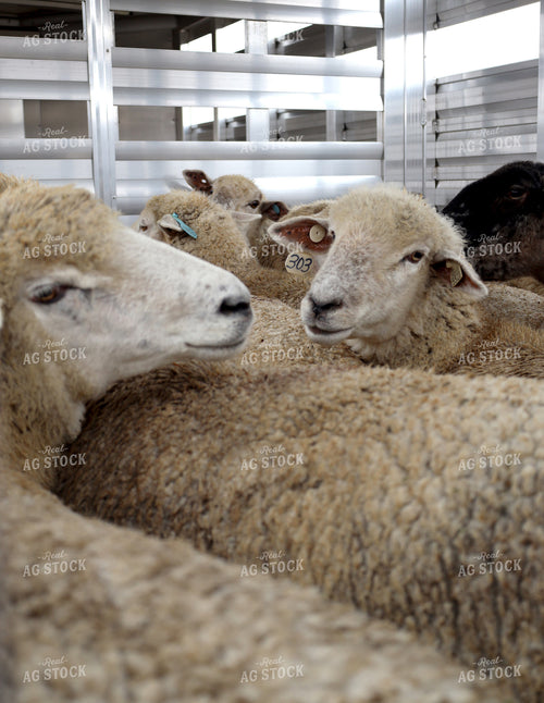 Sheep in Livestock Trailer 141805