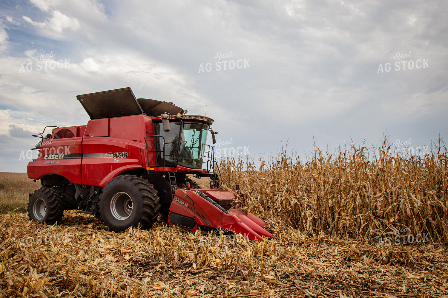 Corn Harvest 268185