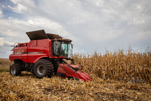 Corn Harvest 268185