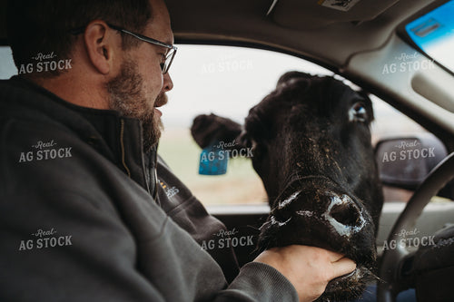 Angus Cattle in Pasture with Head in Car Window 196163