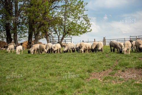 Flock of Sheep Grazing in Pasture 57001