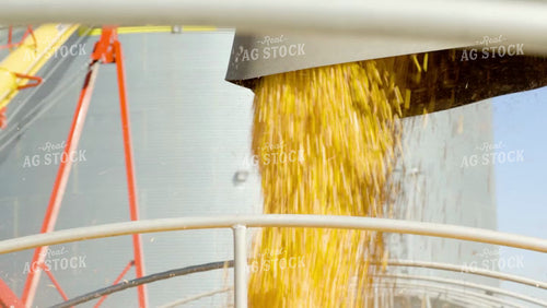 Corn Harvest 114089