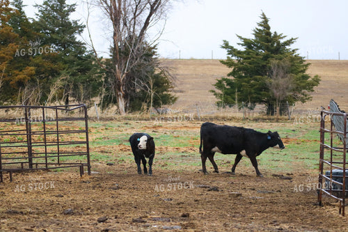 Cow Calf Pair 82269