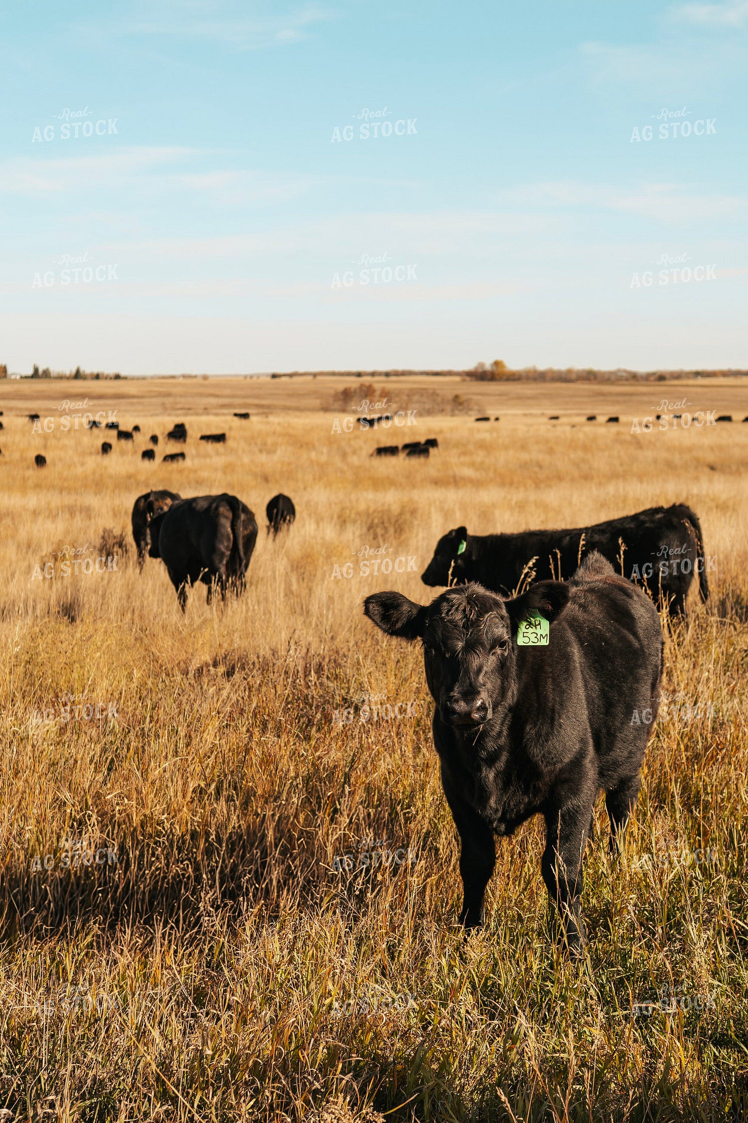 Angus Calves on Pasture 187062
