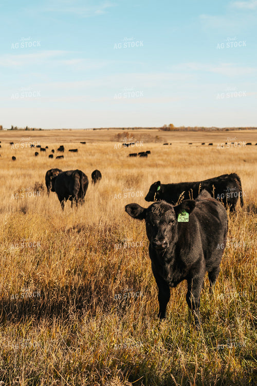Angus Calves on Pasture 187062