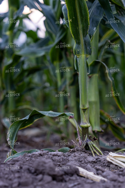 Dryland Corn With Stressed Roots 65886