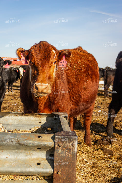 Cows Eating at Feedbunk 155150
