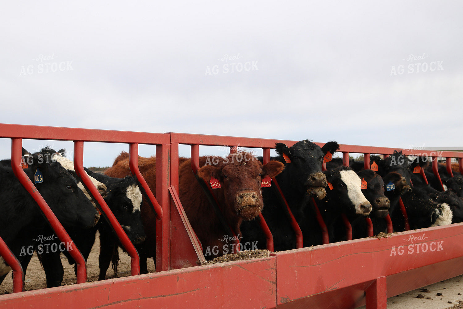 Angus Cattle in Pen 82177