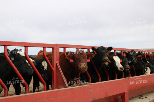 Angus Cattle in Pen 82177