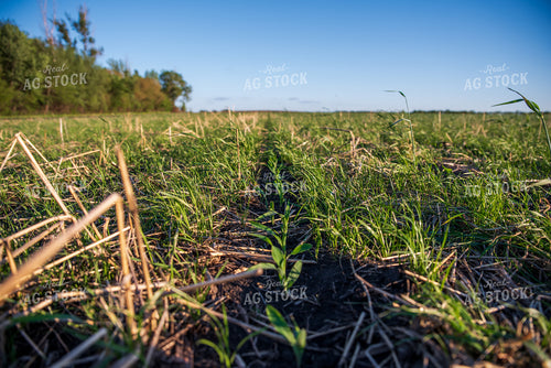 Cover Crop Field 76150
