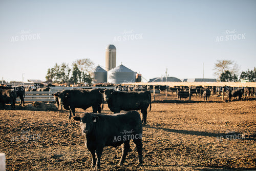 Steers in Feed Lot 53063
