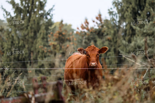Red Angus Cow 173016