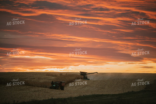 Corn Harvest at Dusk 6915