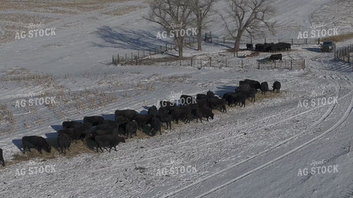 Aerial of Feeding Cattle in Winter 239528