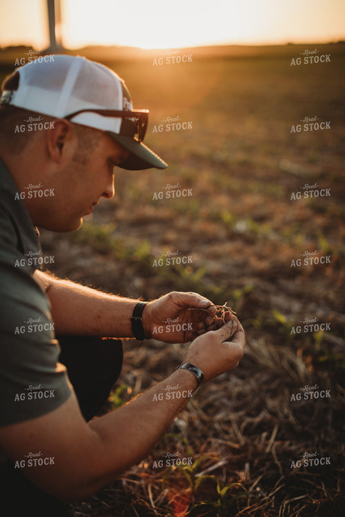 Farmer Agronomist Examining Corn Roots in Triticale Cover Crop Field 5911