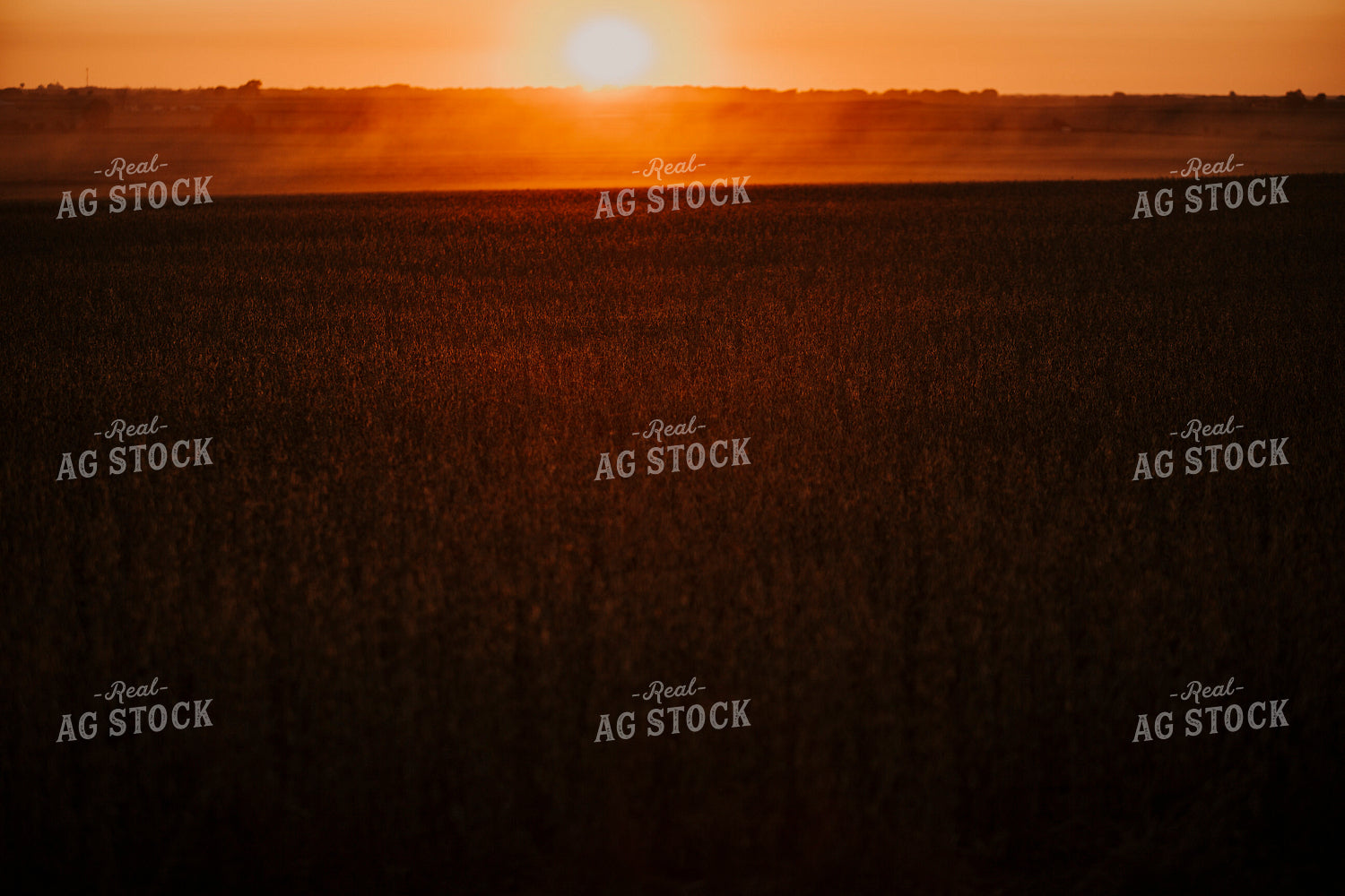 Harvest 2605