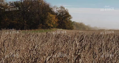 Combine Cutting Beans - Straight On Camera Angle 3953
