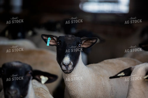 Sheep in Barn 90080