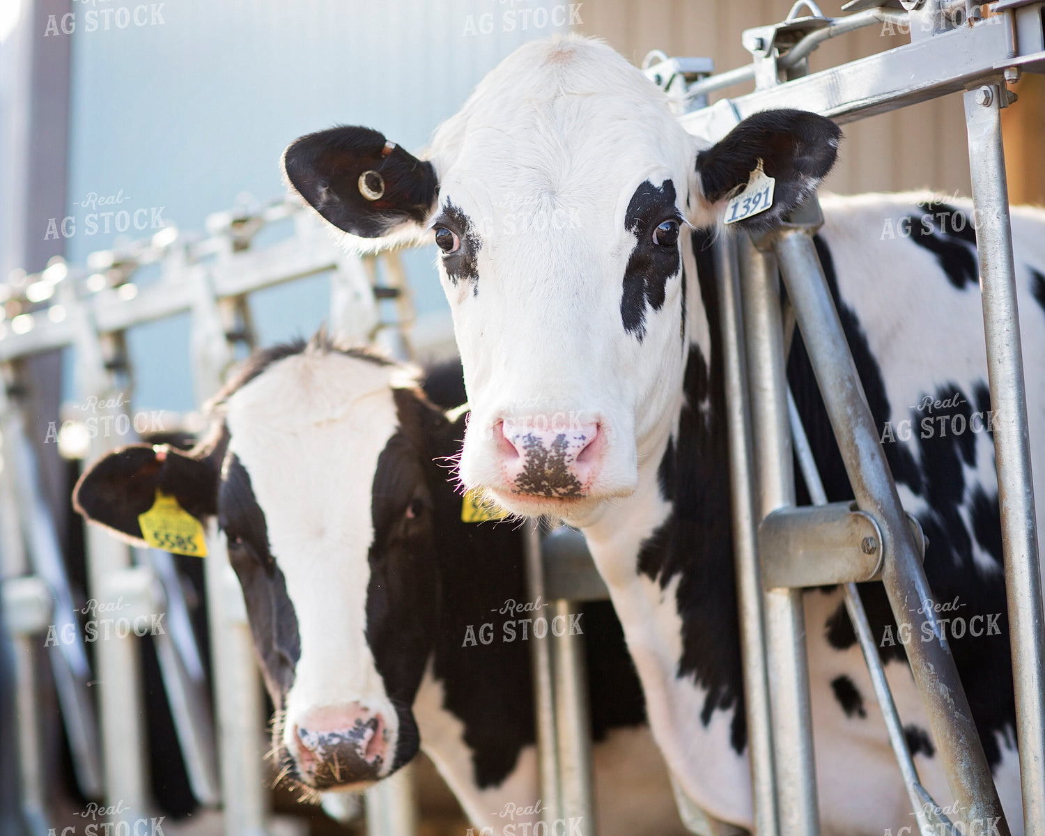 Holstein Cattle 55294