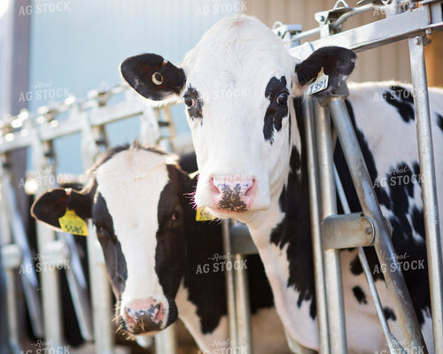 Holstein Cattle 55294