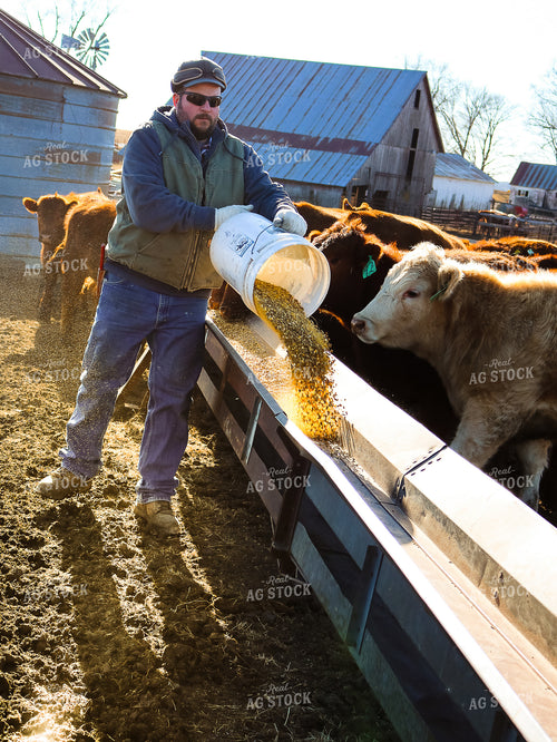Feeding Cattle 214006