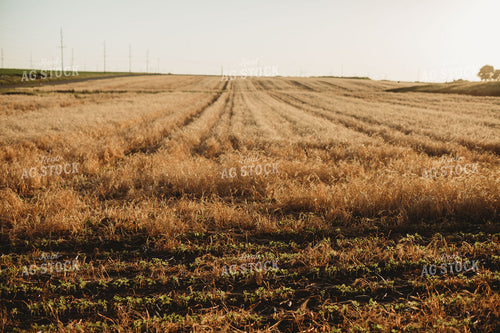 V3 Soybeans in Rye Cover Crop 5869