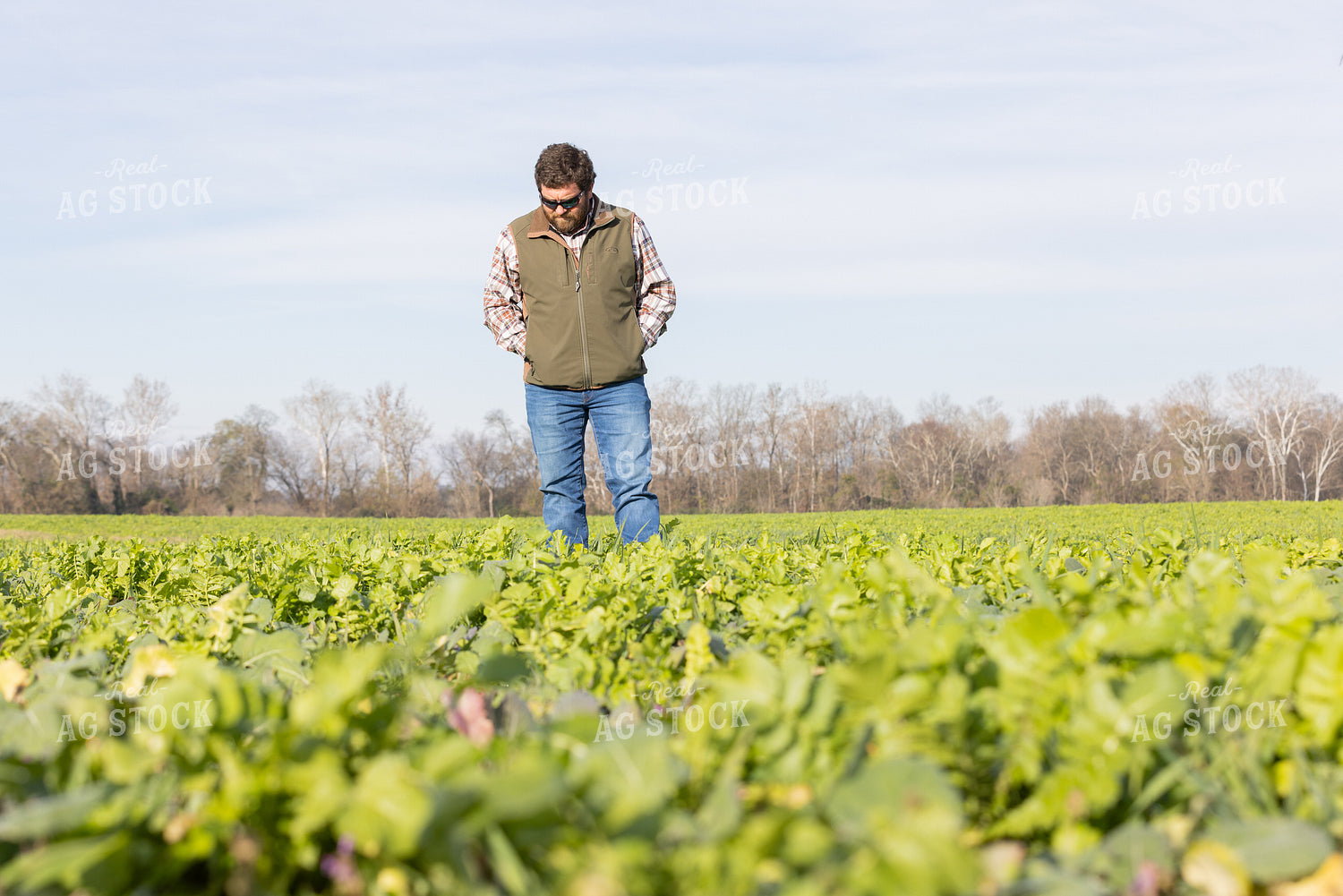 Farmer Scouting Field with Cover Crops 79844