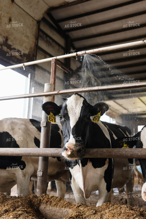 Cattle in Open Air Barn 152755