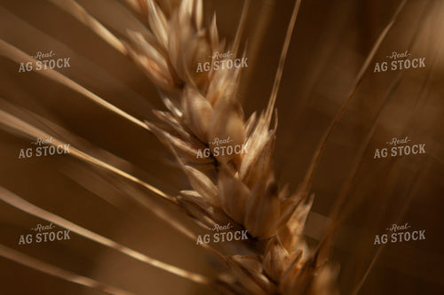 Wheat 2181