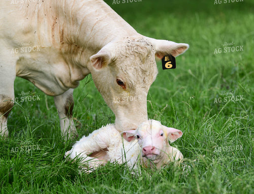 Charolais Cow with Newborn Calf 192005