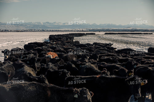 Feeding Cattle in the Winter 304012
