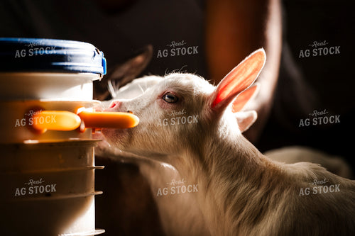Goat Kids 195008