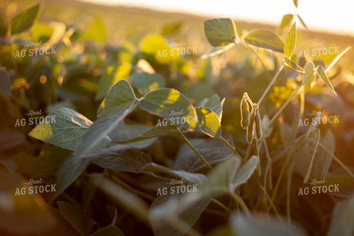 Soybeans - Mid-Season 1506