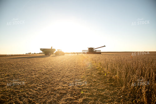 Soybean Harvest 26001