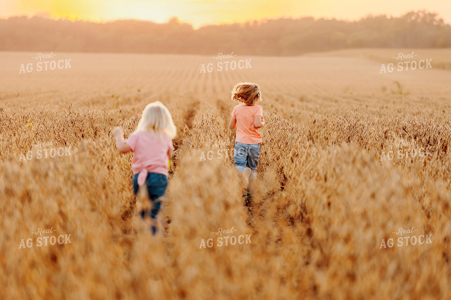 Farm Kids in Dried Soybean Field at Sunset 161190