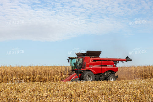 Combine Harvesting Corn 67146