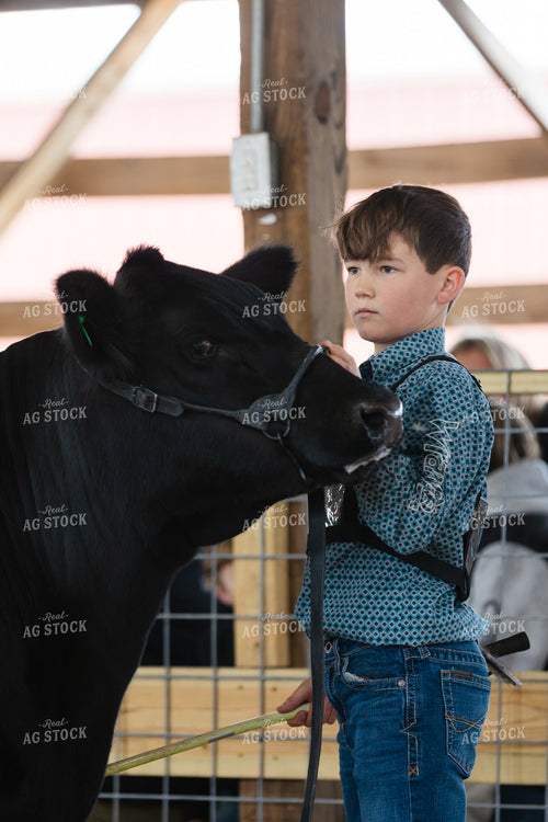 Showing Cattle 52830