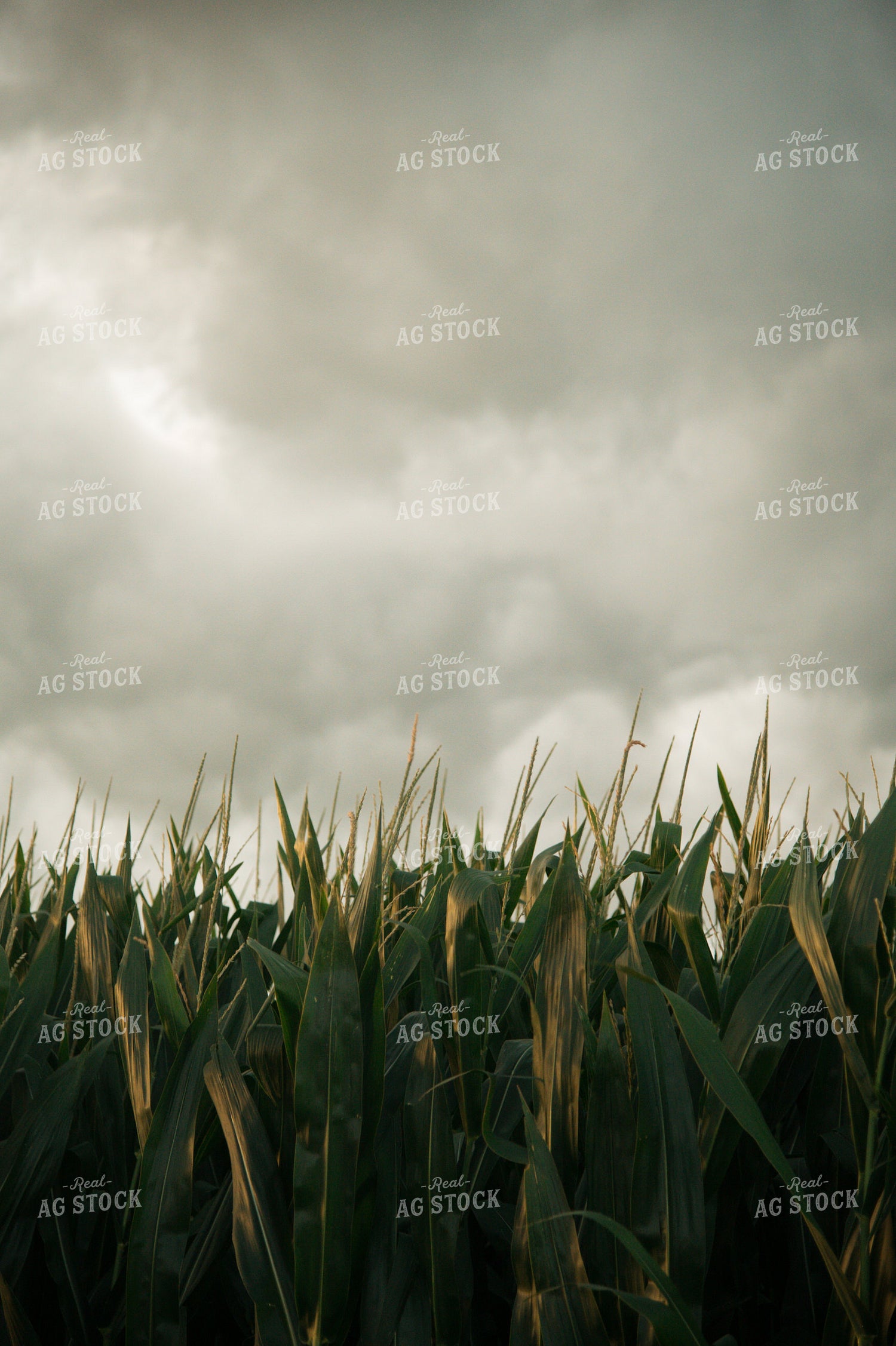 Corn Tassel 25973