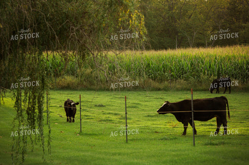 Cattle 2405