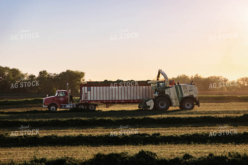 Harvesting Hay Silage 152428