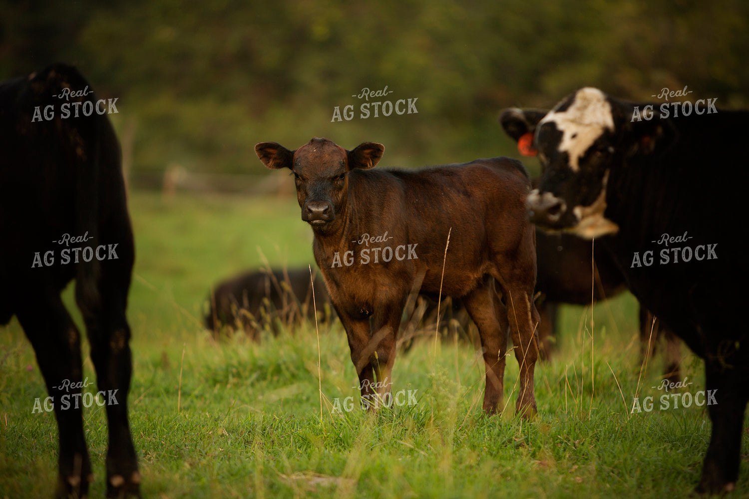 Cattle 2439